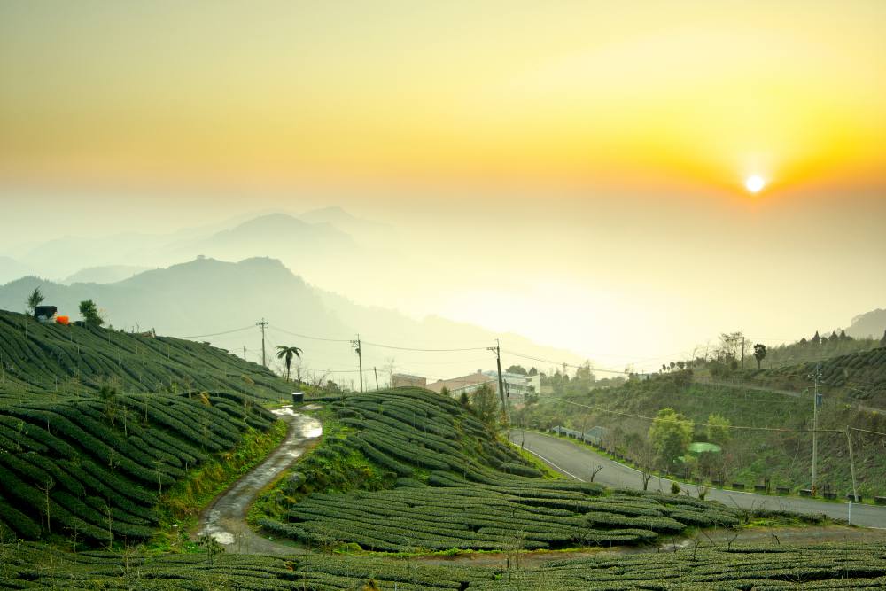 Munnar (30)